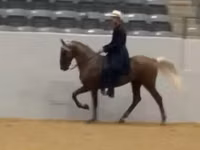 公马, Rocky Mountain Horse — 照片 5