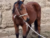 Mare, Kyrgyz Horse — photo 1