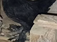 Chickens — الصورة 4