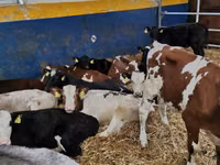 सांड, Simmental cattle — फ़ोटो 1
