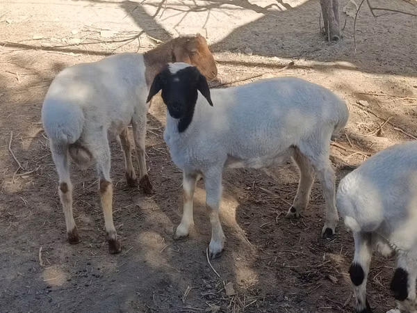 Ram, Sheep
