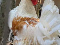 Chickens — الصورة 1
