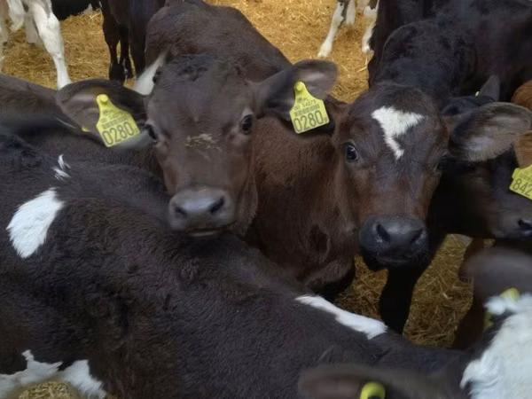 公牛, Cattle