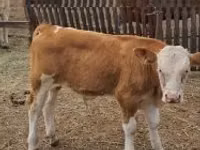 公牛, Simmental cattle — 照片 2