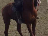 Hengst, Trakehner — Foto 1