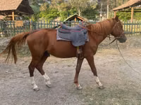 Hengst, Karabakh horse — Foto 4
