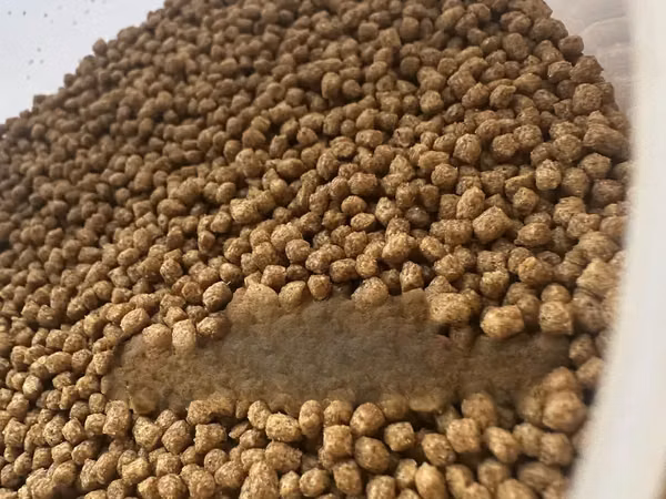 High Protein Fish Feed