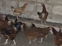 Chickens — photo 2