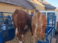 Cow, Limousin cow — photo 5