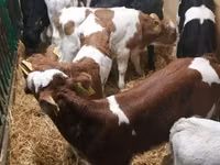 牛只（批次，未指定性别）, Cattle — 照片 4