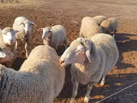 母羊, Merino sheep — 照片 2