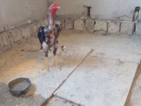 Chickens — फ़ोटो 2