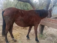 Stute, Kyrgyz Horse — Foto 2