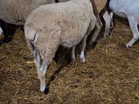 मेढ़ा, Dorper sheep — फ़ोटो 5