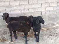 公羊, Sheep — 照片 4