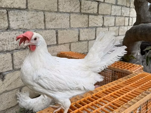 来航鸡