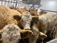 بقرة, Simmental cattle — الصورة 6