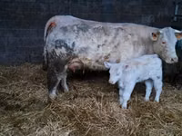 Toro, Charolais cattle — foto 4
