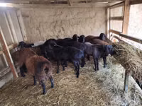 Ram, Sheep — photo 1