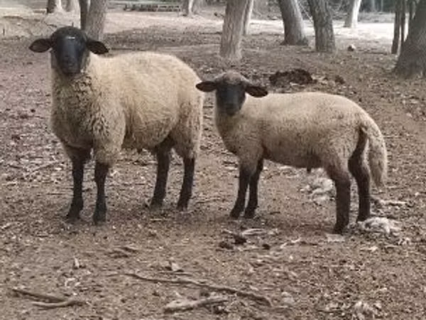 Ram, White Suffolk sheep