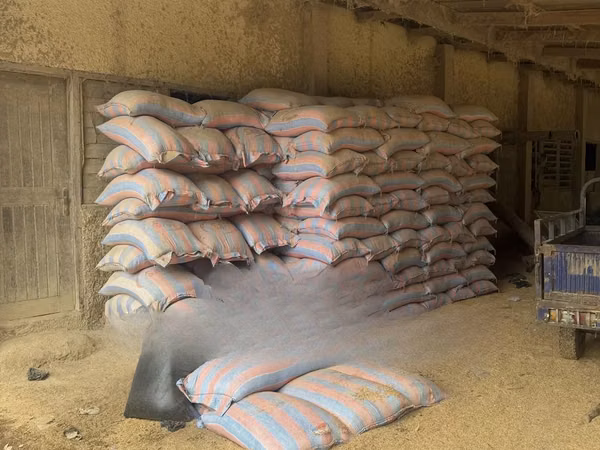 Rice Bran Rough