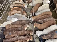 Schaf, Krasnoyarsk sheep — Foto 7