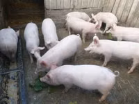 Schweine (Partie, Geschlecht nicht angegeben), Schweine — Foto 2