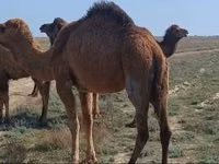 ऊँटनी, Nar-Maya camel — फ़ोटो 1