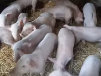 Schweine (Partie, Geschlecht nicht angegeben) — Foto 3
