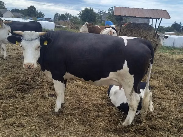 Cow, Holstein breed
