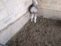 Schaf, Arashan sheep — Foto 4