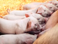 Premixuri pentru animale şi păsări — الصورة 4