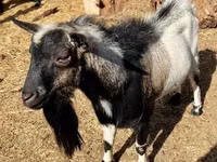 Ziegenbock, Dutch Landrace goats — Foto 7