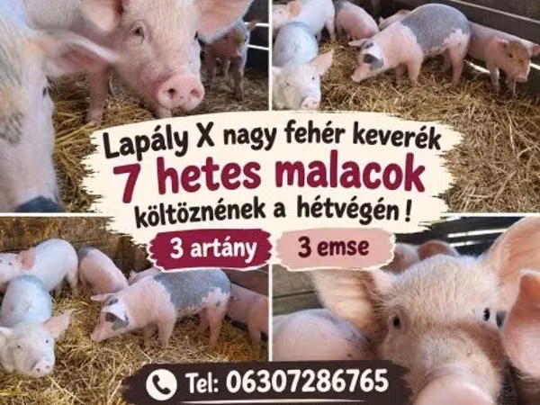 Sow, 