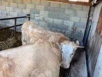 Cow, Charolais cattle — photo 3