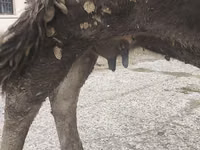 गाय, अलाताऊ नस्ल — फ़ोटो 6