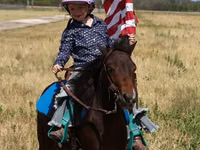 حصان, Pinto horses — الصورة 4