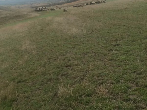Ram, Sheep