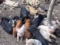 Säue, Schweine — Foto 5