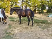 公马, Nonius horse — 照片 3