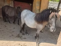 فرس, Shetland Pony — الصورة 2