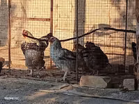Chickens — photo 5