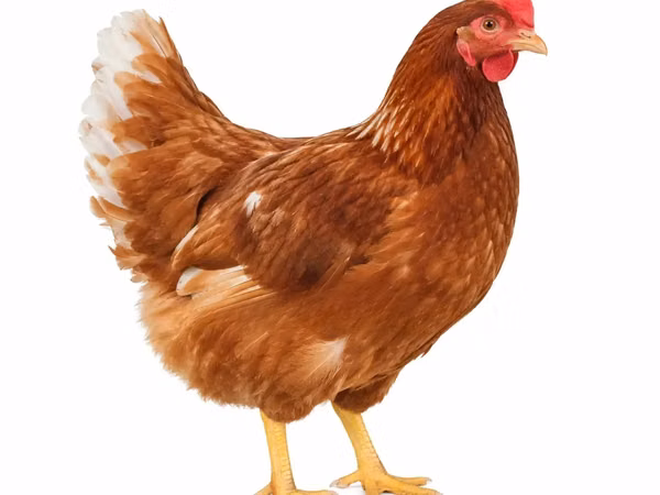 لوهمان براون — غانا