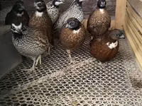 Guinea fowl — photo 2