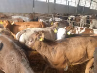 Bulle, Simmental cattle — Foto 2