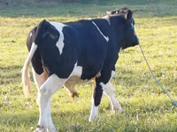 公牛, Russian Black pied cattle — 照片 4