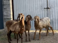 Sheep, Hissar sheep — photo 3