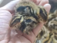 Quails — الصورة 5