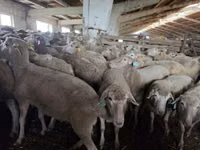 भेड़, Kuibyshev sheep — फ़ोटो 1