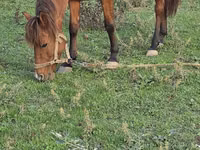 घोड़ी, Azerbaijan horse — फ़ोटो 7